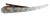 IMG-20250911-WA0005.jpg